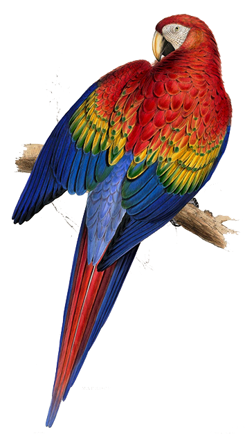 parrot-003